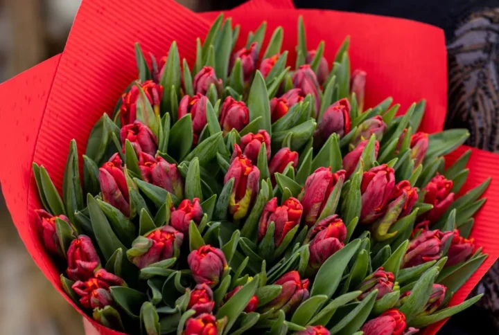Bukiet z 50 tulipanów Na dziś na Walentynki Projekt Kwiaty Gdańsk